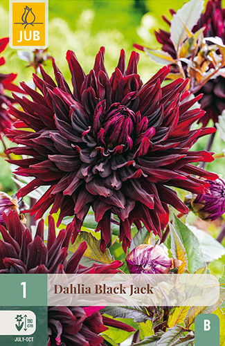 X 1 DAHLIA BLACK JACK