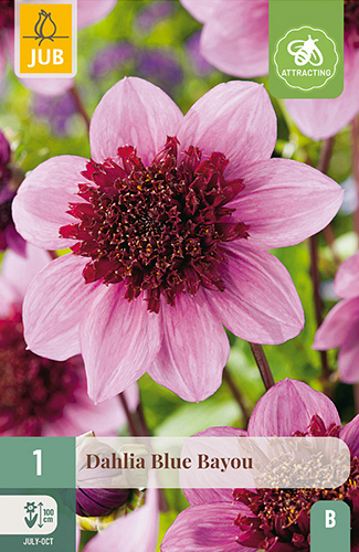 X 1 DAHLIA BLUE BAYOU