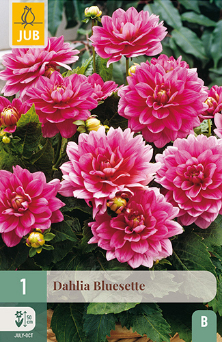 X 1 DAHLIA BLUESETTE