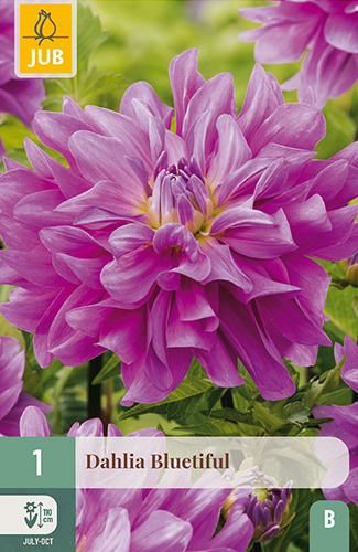 X 1 DAHLIA BLUETIFUL