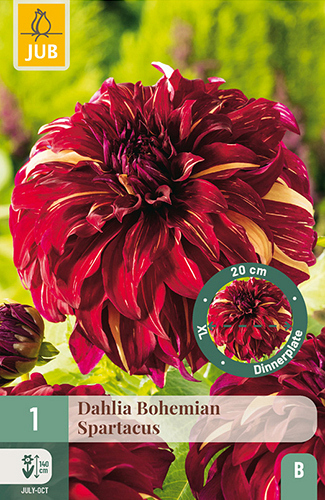 X 1 DAHLIA BOHEMIAN SPARTACUS