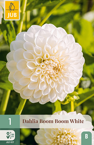 X 1 DAHLIA BOOM BOOM WHITE