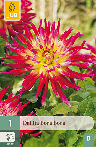 X 1 DAHLIA BORA BORA