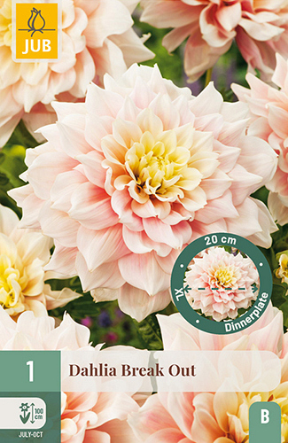 X 1 DAHLIA BREAK OUT