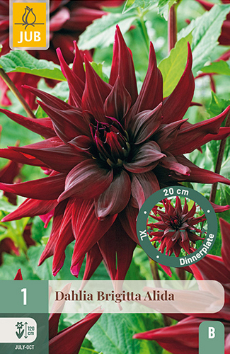 X 1 DAHLIA BRIGITTA ALIDA