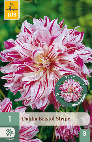 X 1 DAHLIA BRISTOL STRIPE