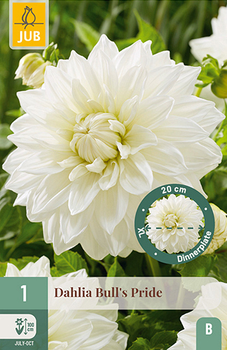 X 1 DAHLIA BULLS PRIDE