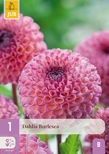 X 1 DAHLIA BURLESCA