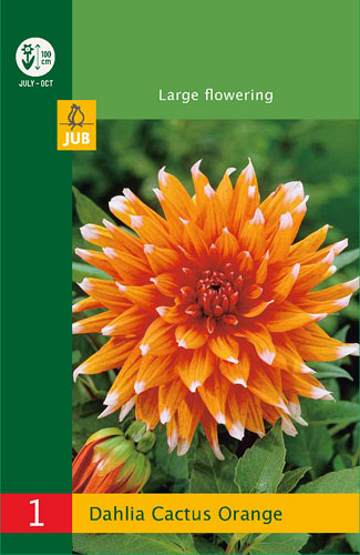 X 1 DAHLIA CACTUS ORANGE