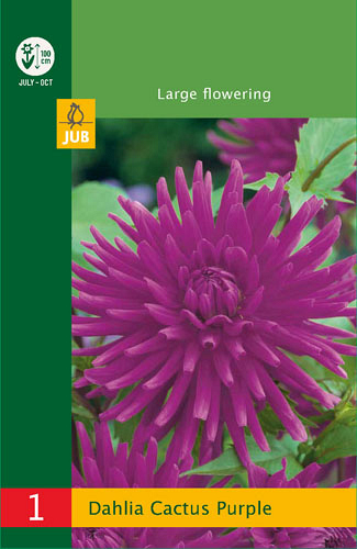 X 1 DAHLIA CACTUS PURPLE