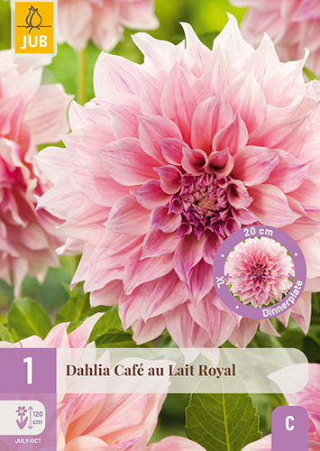 X 1 DAHLIA CAFE AU LAIT ROYAL
