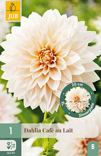 X 1 DAHLIA CAFÉ AU LAIT