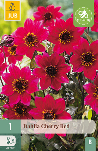 X 1 DAHLIA CHERRY RED