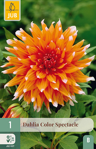 X 1 DAHLIA COLOR SPECTACLE