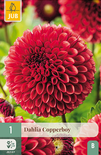 X 1 DAHLIA COPPERBOY