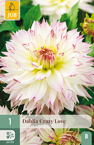 X 1 DAHLIA CRAZY LOVE