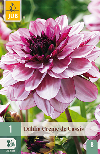 X 1 DAHLIA CREME DE CASSIS