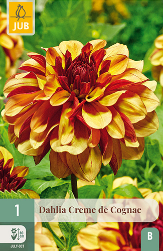 X 1 DAHLIA CREME DE COGNAC
