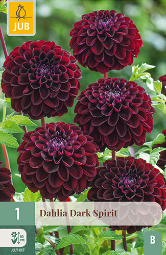 X 1 DAHLIA DARK SPIRIT