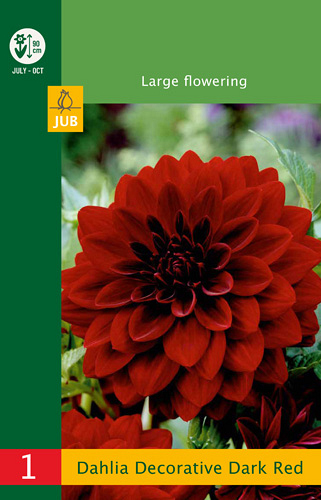 X 1 DAHLIA DECORATIVE DARK RED