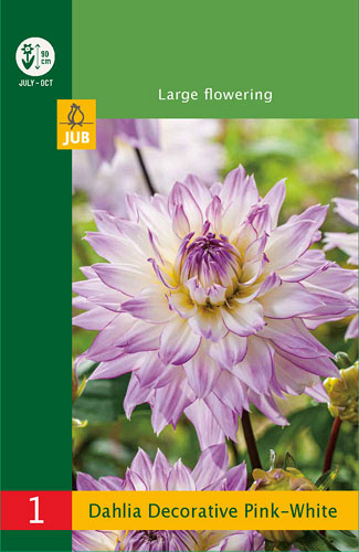 X 1 DAHLIA DECORATIVE PINK - WHITE