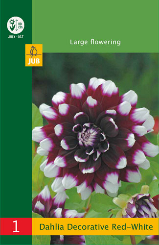 X 1 DAHLIA DECORATIVE RED - WHITE