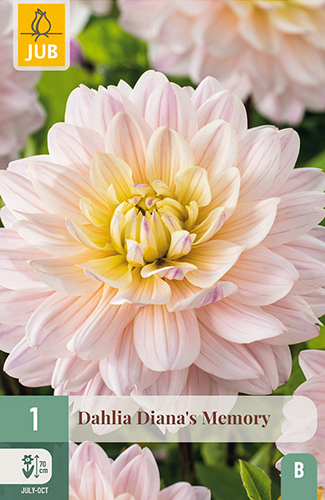 X 1 DAHLIA DIANA'S MEMORY
