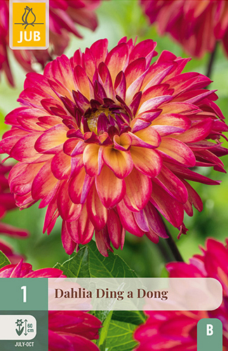 X 1 DAHLIA DING A DONG
