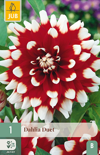 X 1 DAHLIA DUET