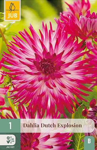 X 1 DAHLIA DUTCH EXPLOSION