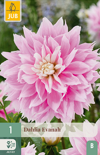 X 1 DAHLIA EVANAH