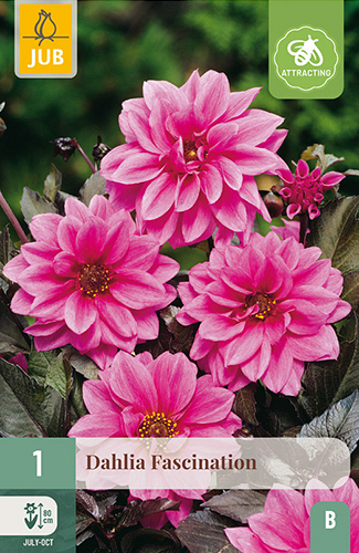 X 1 DAHLIA FASCINATION