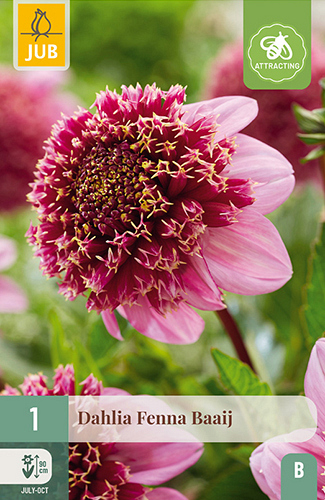 X 1 DAHLIA FENNA BAAIJ
