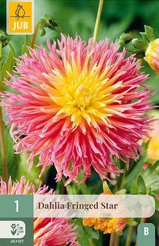 X 1 DAHLIA FRINGED STAR