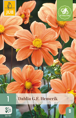 X 1 DAHLIA G.F. HEMERIK