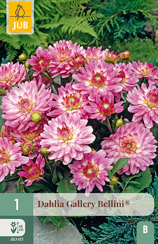 X 1 DAHLIA GALLERY BELLINI®