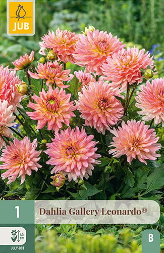 X 1 DAHLIA GALLERY LEONARDO®
