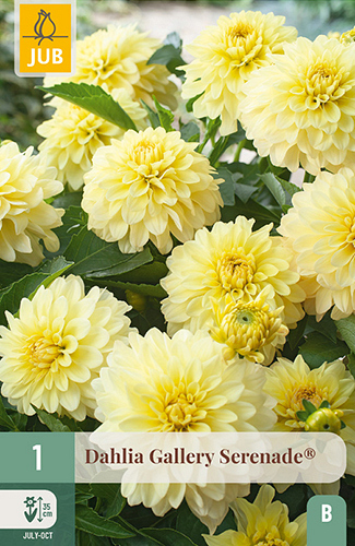 X 1 DAHLIA GALLERY SERENADE®