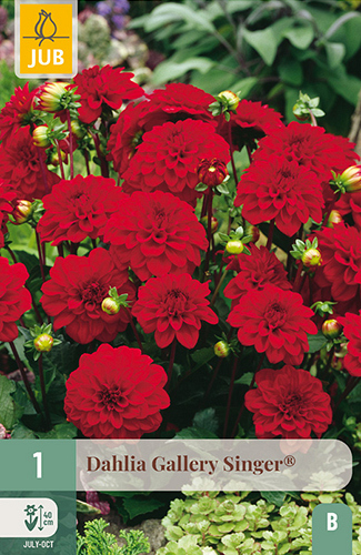 X 1 DAHLIA GALLERY SINGER®