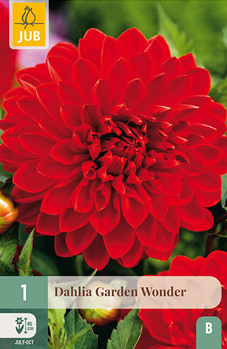 X 1 DAHLIA GARDEN WONDER