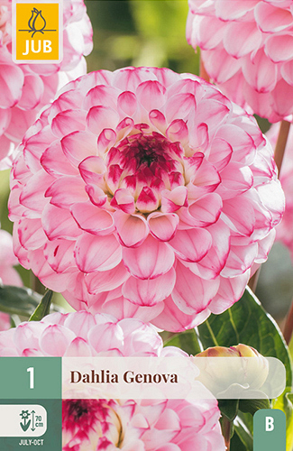 X 1 DAHLIA GENOVA