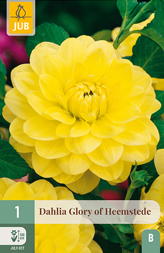 X 1 DAHLIA GLORY OF HEEMSTEDE