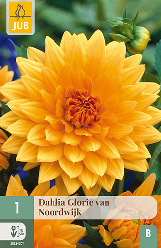 X 1 DAHLIA GLORY OF NOORDWIJK