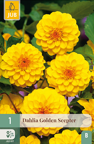 X 1 DAHLIA GOLDEN SCEPTER