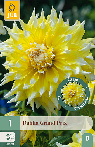 X 1 DAHLIA GRAND PRIX