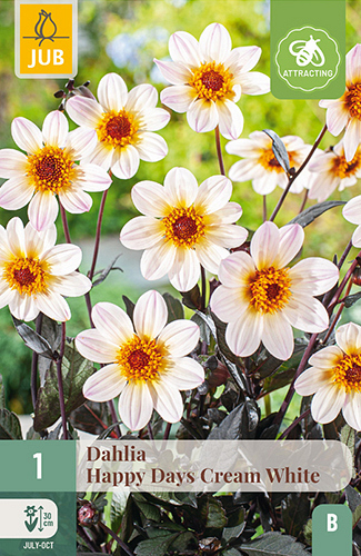 X 1 DAHLIA HAPPY DAYS CREAM WHITE