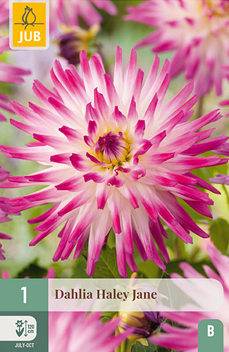 X 1 DAHLIA HAYLEY JANE