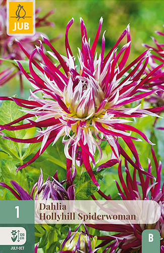 X 1 DAHLIA HOLLYHILL SPIDERWOMAN