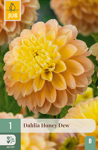 X 1 DAHLIA HONEY DEW
