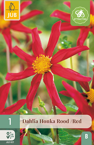 X 1 DAHLIA HONKA ROOD